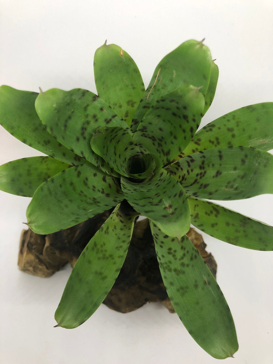 Vriesea Guttata - Small Form | Blue Green Bromeliad – The Artizan Way