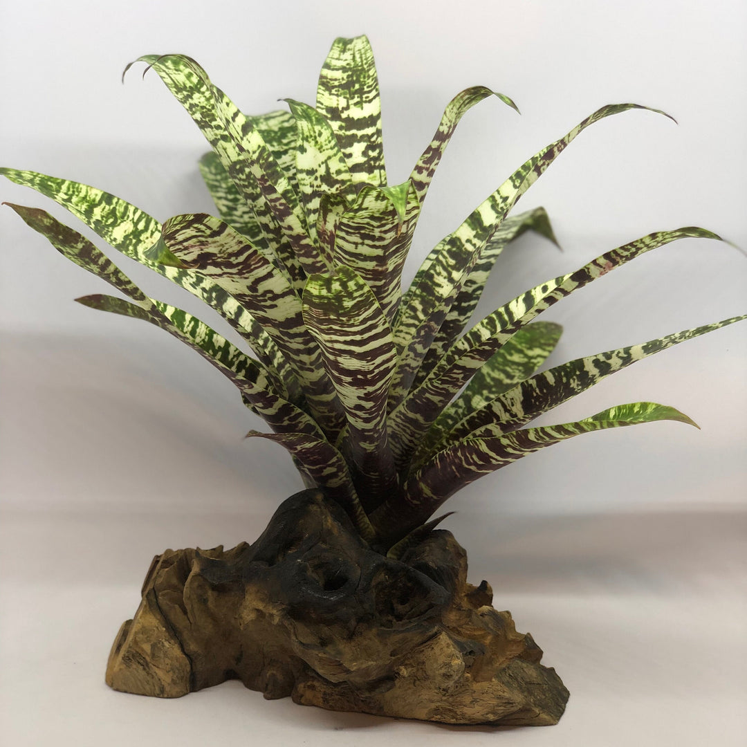 ブロメリア・エアープランツ Vriesea Ospinae Gruberi Yellow From Vriesea ospinae cv. gruberi (Now Goudaea ospinae