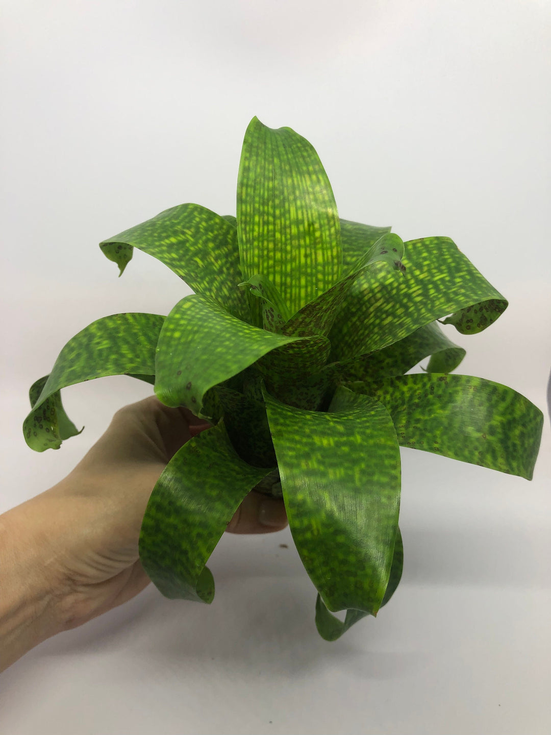 ブロメリア・エアープランツ Vriesea Fenestralis Vriesea Fenestralis – 305 Greenery, Inc.