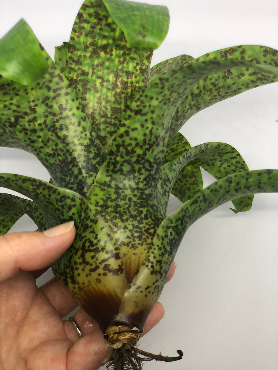 Vriesea Fenestralis | Bromeliad – The Artizan Way