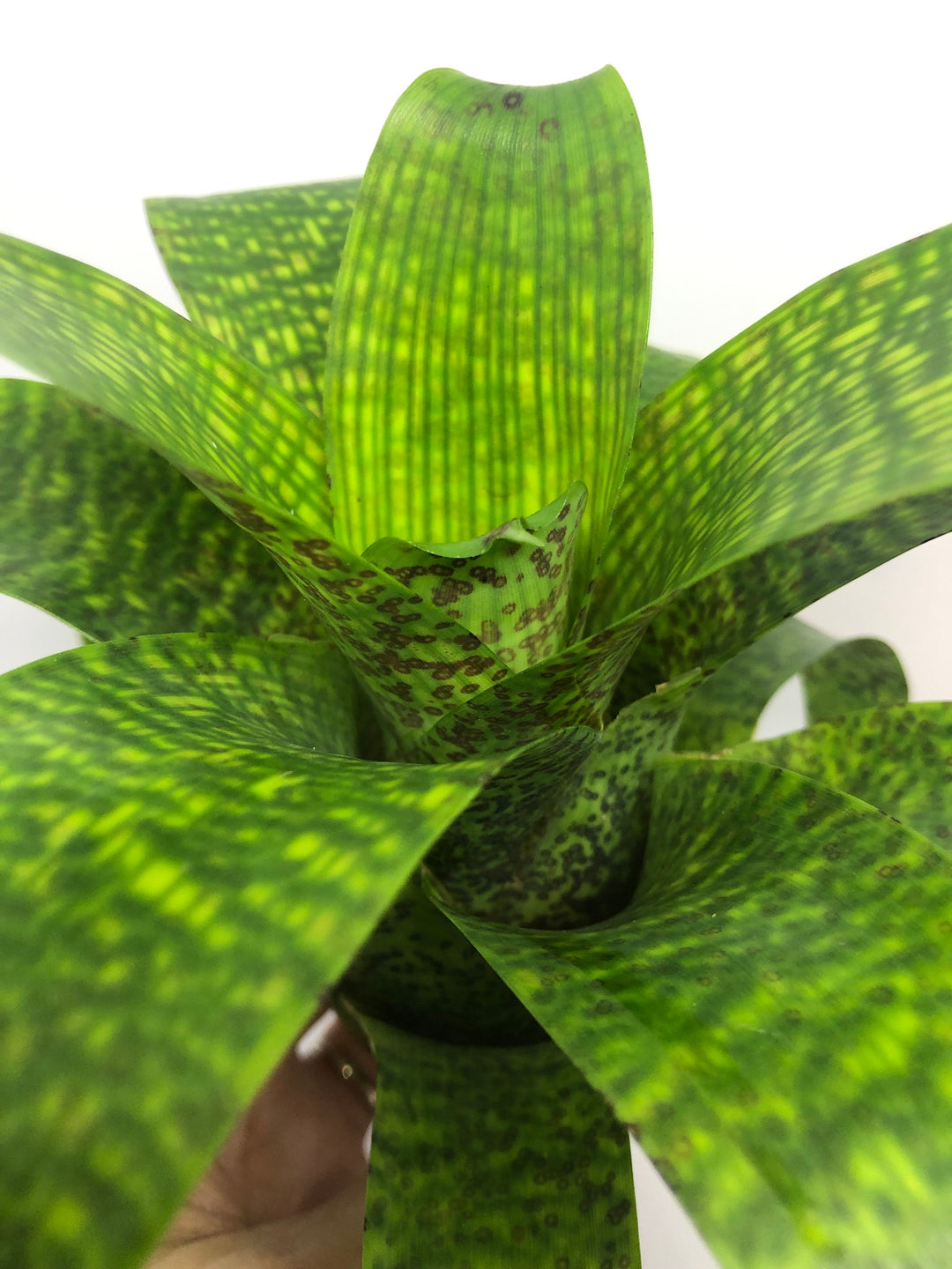 ブロメリア・エアープランツ Vriesea Fenestralis Vriesea Fenestralis | Bromeliad – The Artizan Way