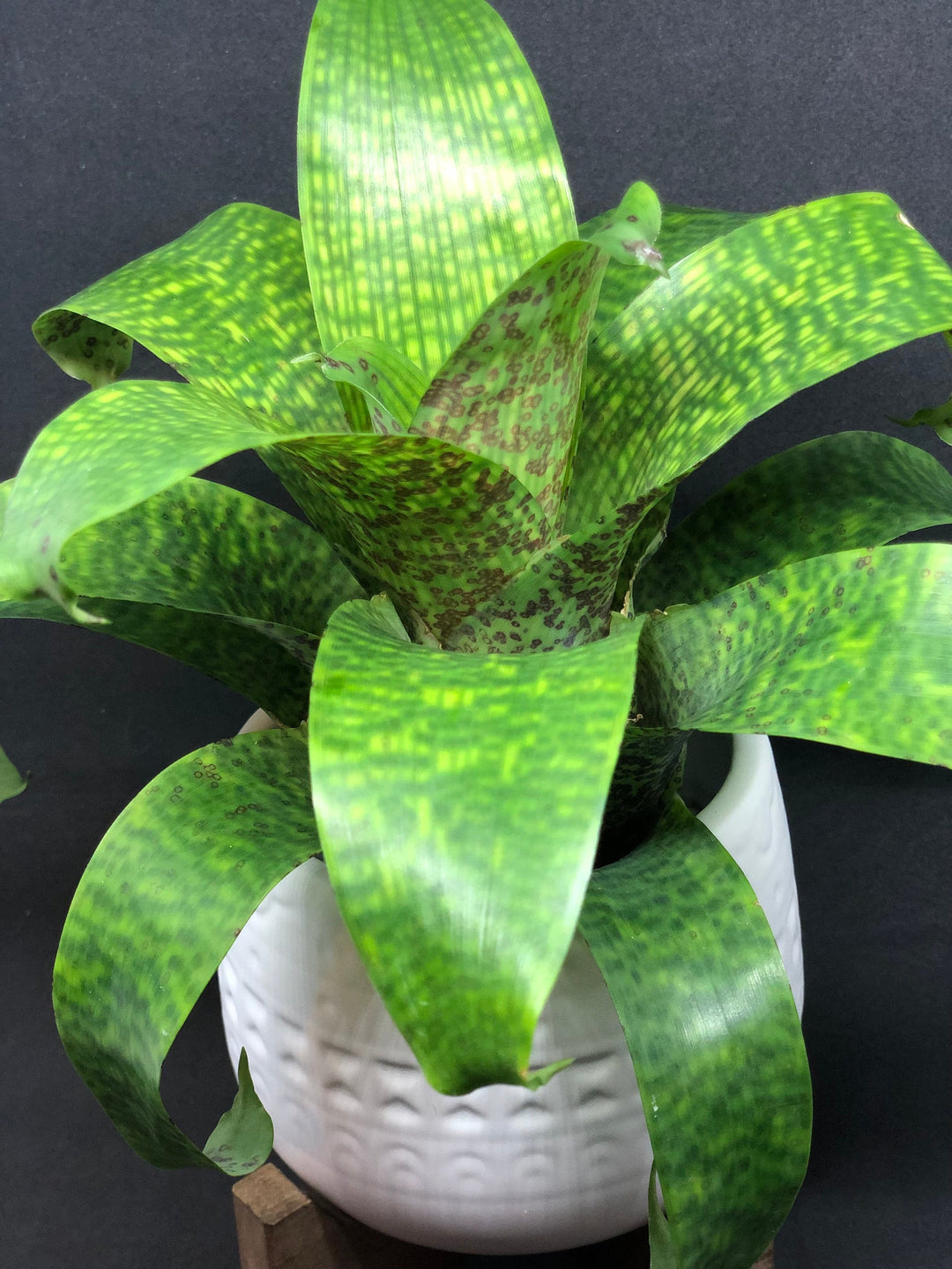 Vriesea Fenestralis | Bromeliad – The Artizan Way