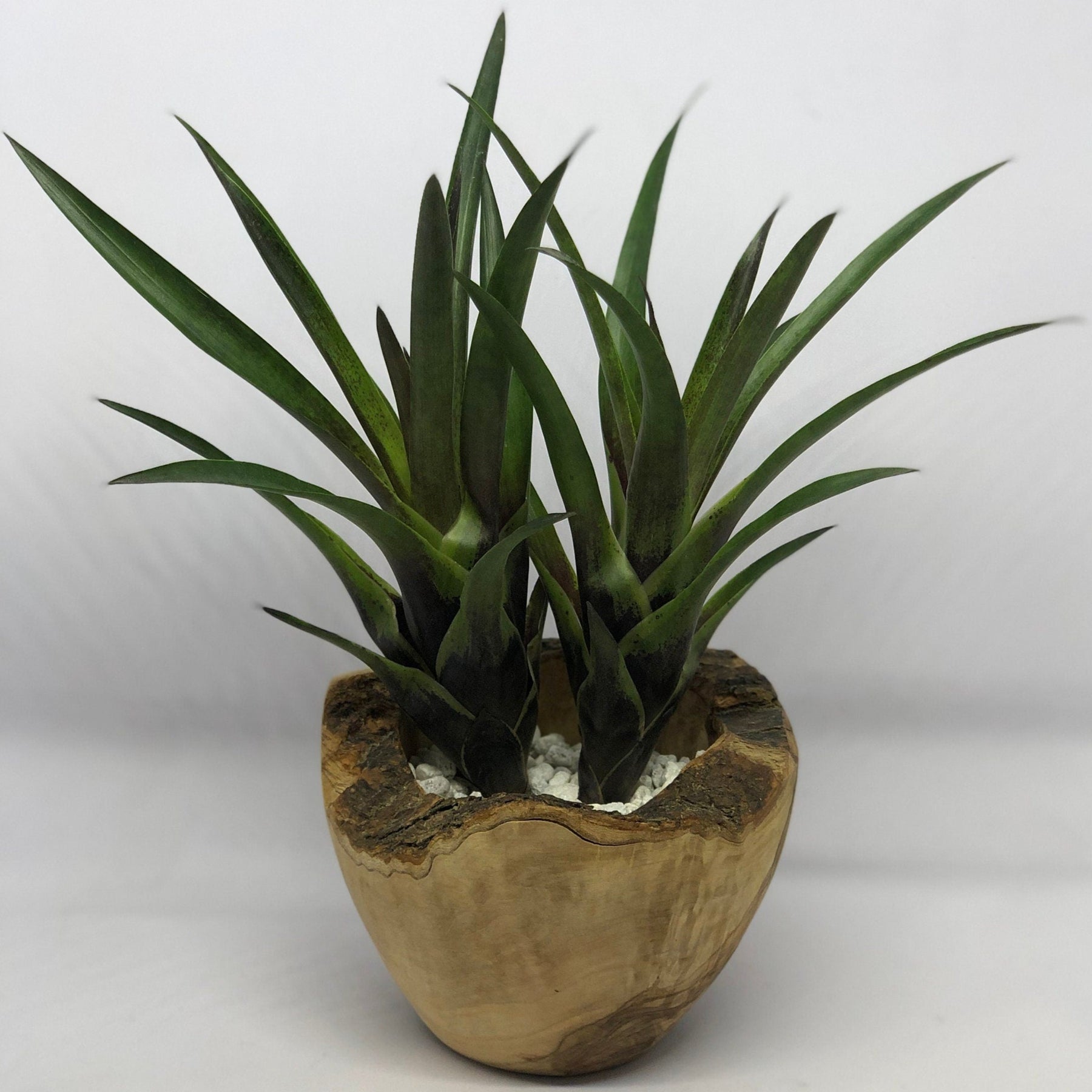 vriesea indoor plant Vriesea Corcovandensis