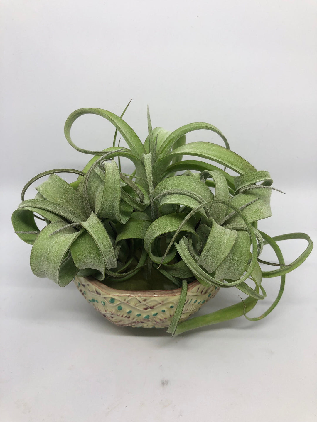 curly slim air plant care Tillandsia Curly Slim (Intermedia x Streptophylla)