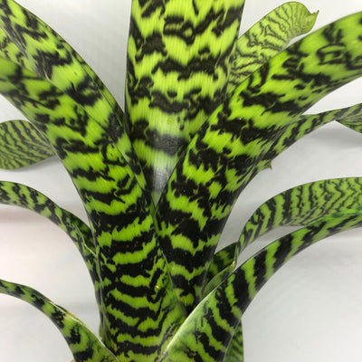 Vriesea Hieroglyphica – The King of Bromeliads | Bromeliad, Horizontal Dark and light banded leaves, Creamy Yellow Inflorescence Bloom