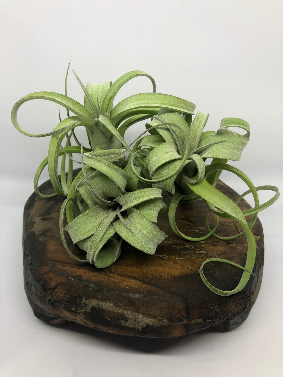 Tillandsia Curly Slim (Intermedia x Streptophylla)