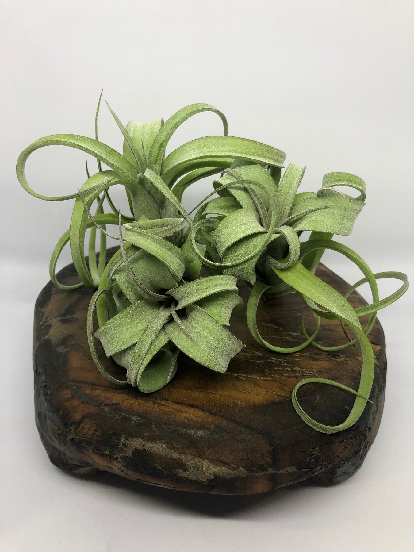 curly locks air plant Tillandsia Curly Slim (Intermedia x Streptophylla)