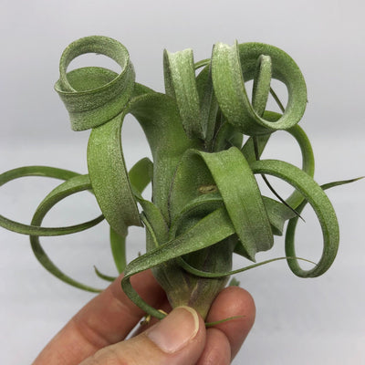 Tillandsia Curly Slim (Intermedia x Streptophylla) -  Air Plant | Curly Air Plant, Interesting, Unusual