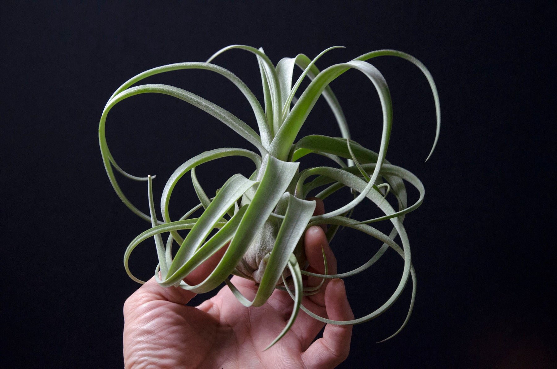 balbisiana air plant Tillandsia 'Aspiration' (Balbisiana x Streptophylla)