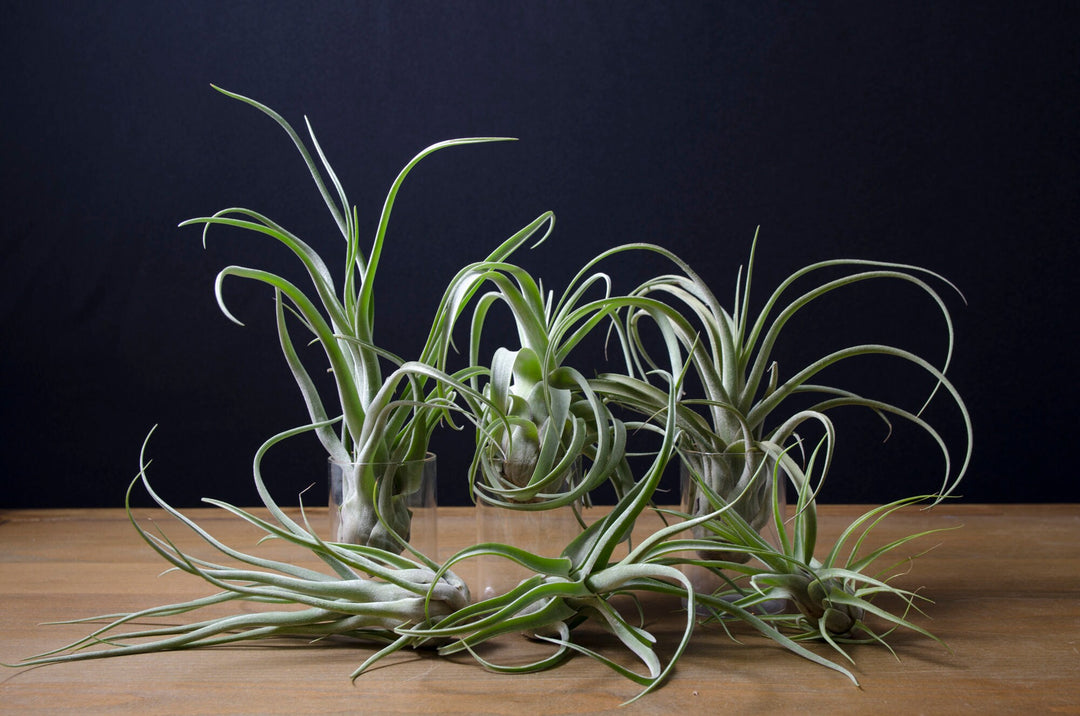 balbisiana air plant Tillandsia 'Aspiration' (Balbisiana x Streptophylla)