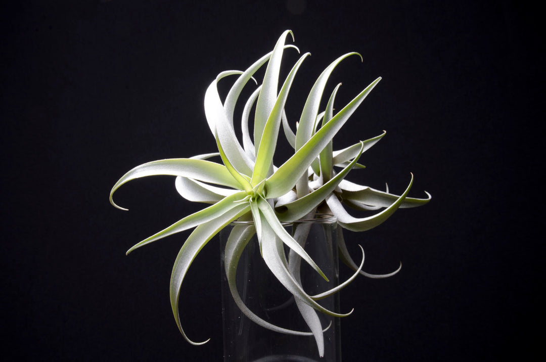 Tillandsia Cauligera Type 2, White Form – Uncommon Air Plant – The Artizan  Way