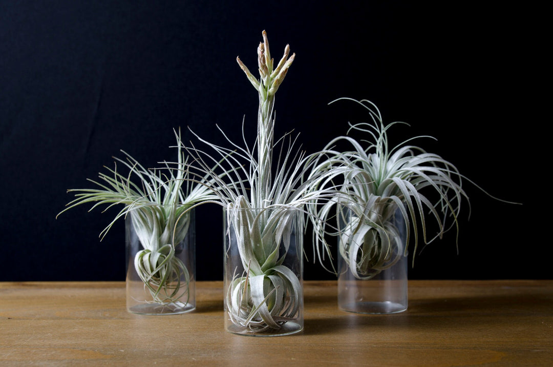 Tillandsia Chapeuensis 速達発送 Tillandsia Chapeuensis 速達発送