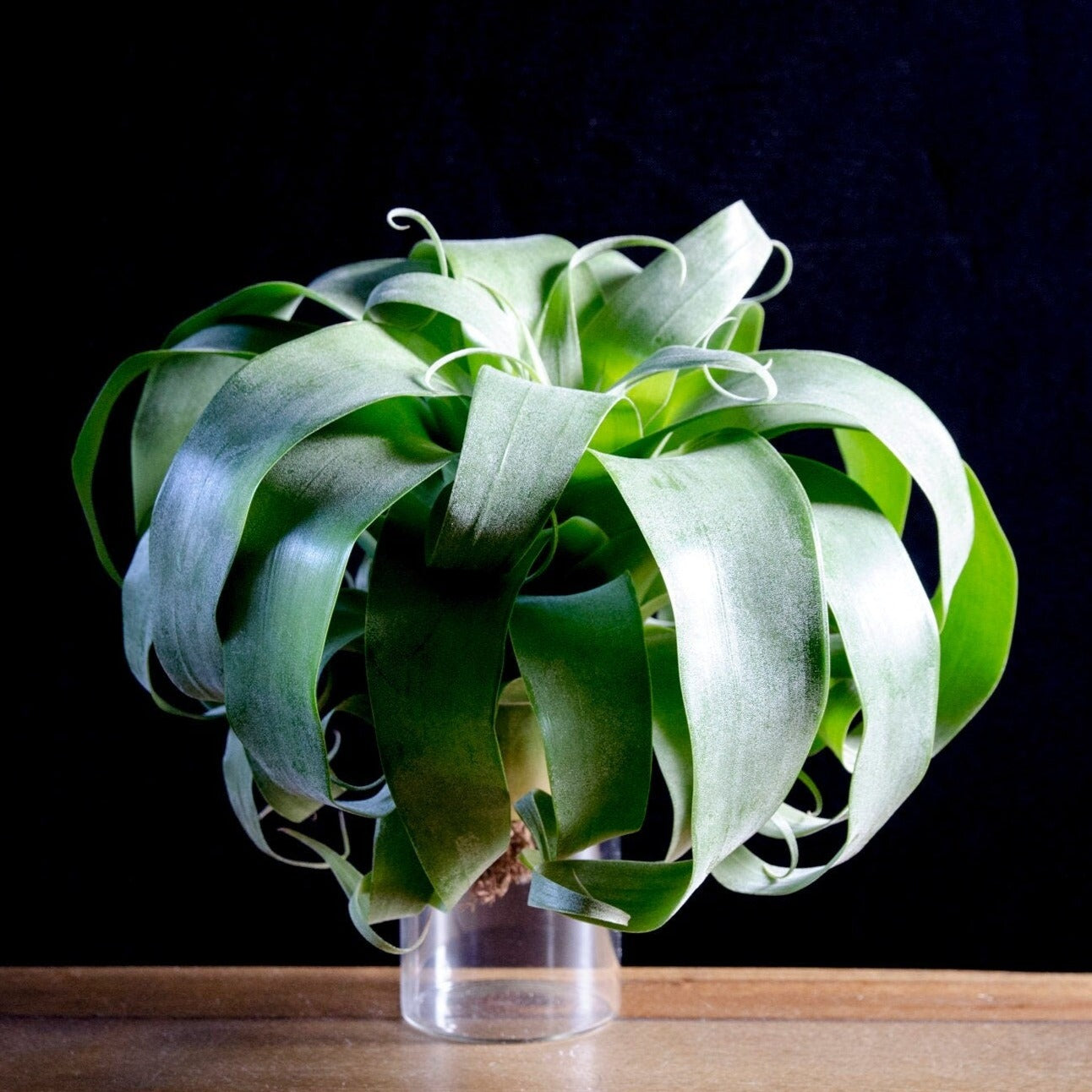linguine air plant Tillandsia Samantha – EXTREMELY RARE Award Winning Hybrid – The Artizan Way