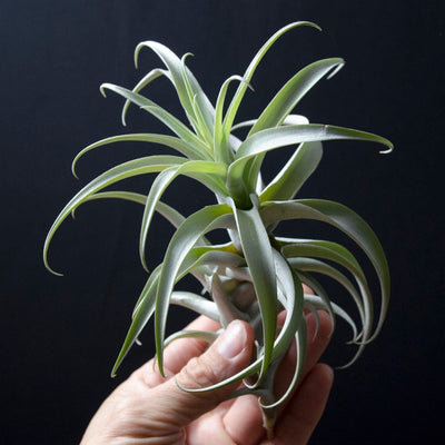 Tillandsia Cauligera Type 2, White Form – Uncommon Air Plant | Attractive Unusual Air Plant, Silvery Green Foliage, Red Bloom, Bromeliad