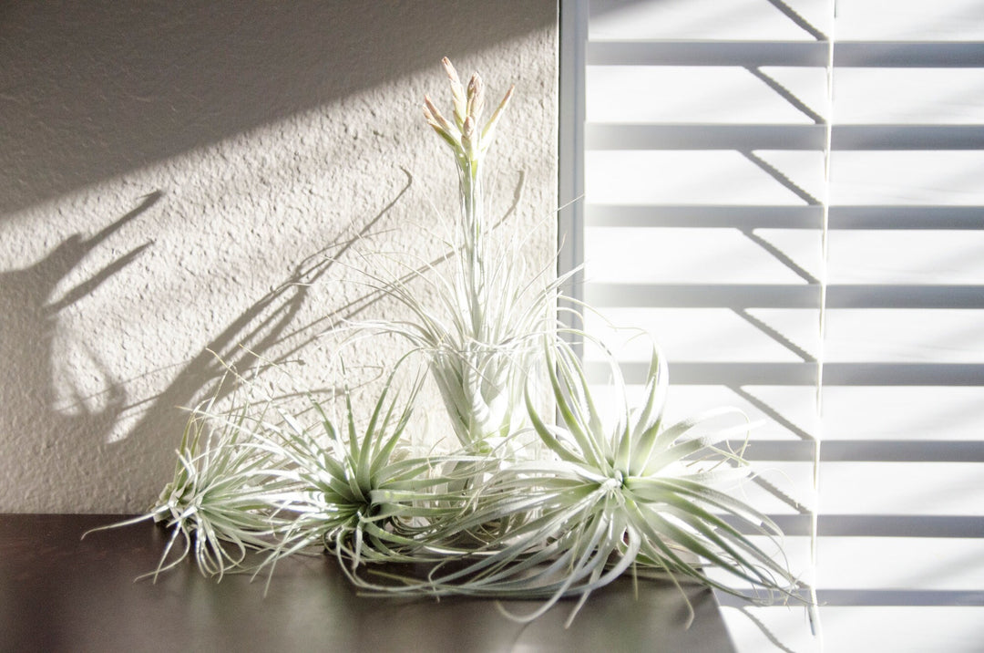 Tillandsia Chapeuensis – EXTREMELY RARE Air Plant – The Artizan Way