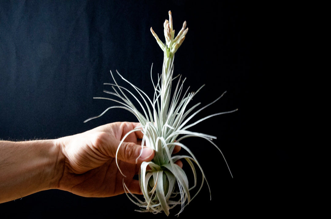 Tillandsia Chapeuensis – EXTREMELY RARE Air Plant – The Artizan Way