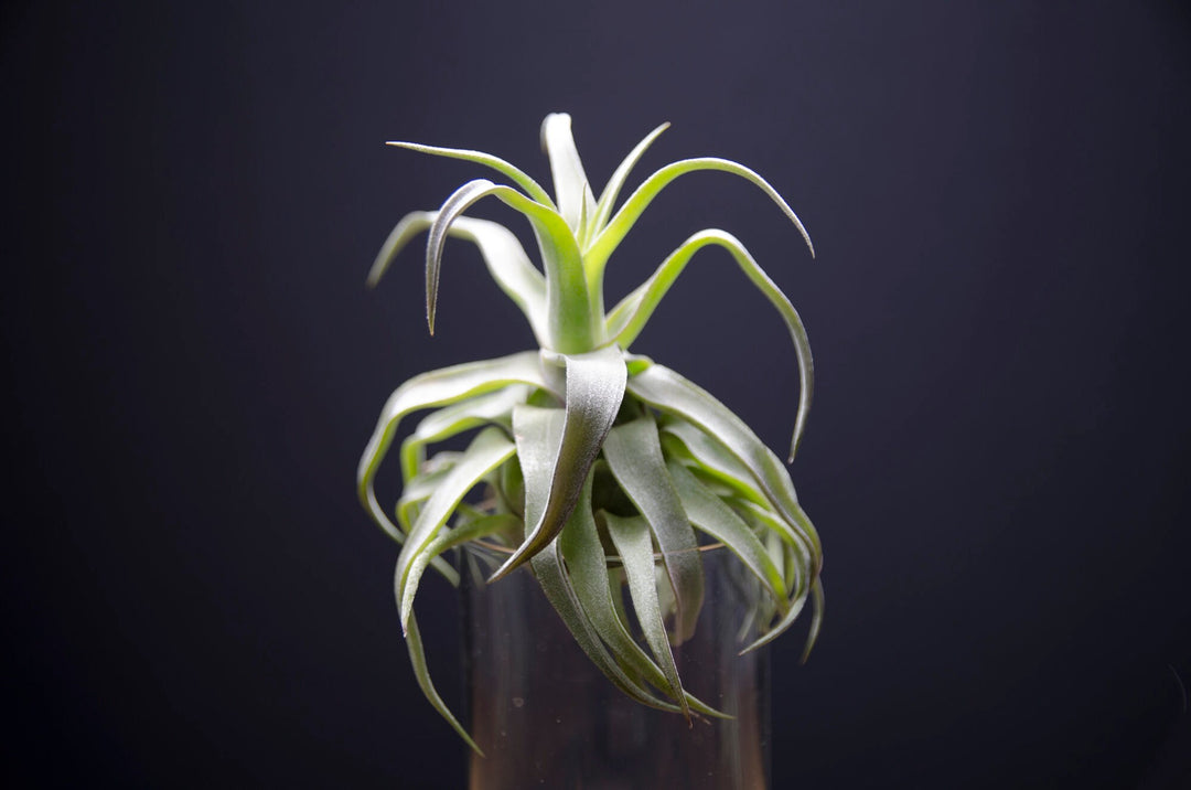 Tillandsia Streptophylla Red Clone – EXTREMELY RARE – The