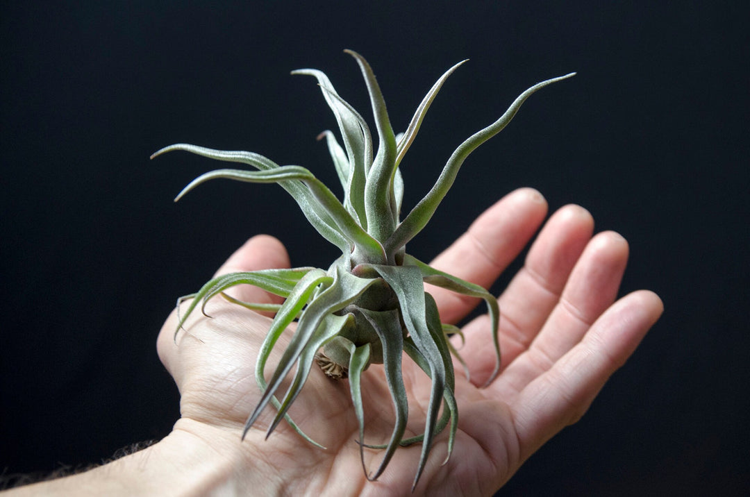 c*l様 T. barfussii Type Collection Clone Tillandsia Streptophylla Red Clone – EXTREMELY RARE – The