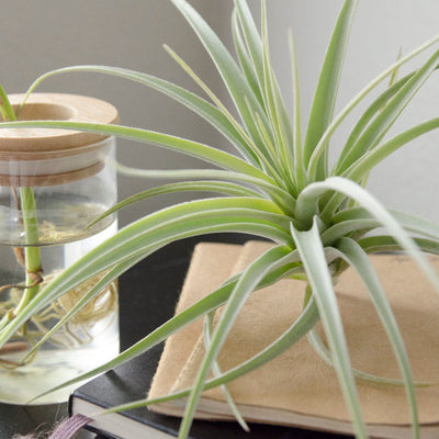 Tillandsia Pohliana – Air Plant | Soft Silver Foliage, Apricot Bloom with White Flowers, Xeric, Beginner Plant, Bromeliad