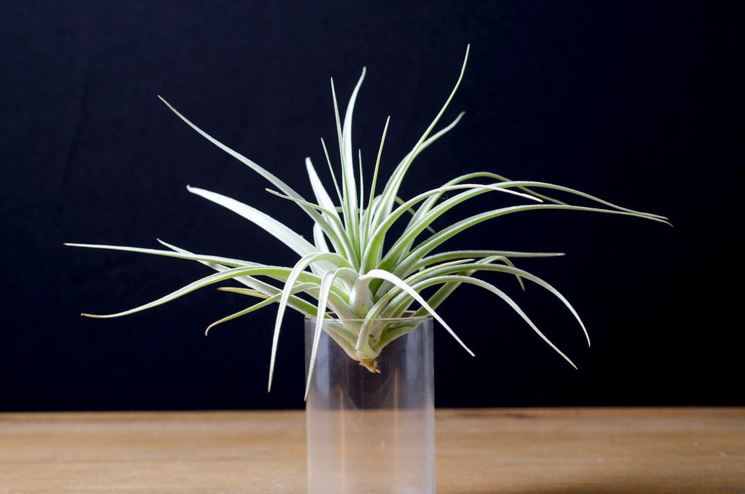 plante d'air Tillandsia Pohliana – Air Plant – The Artizan Way