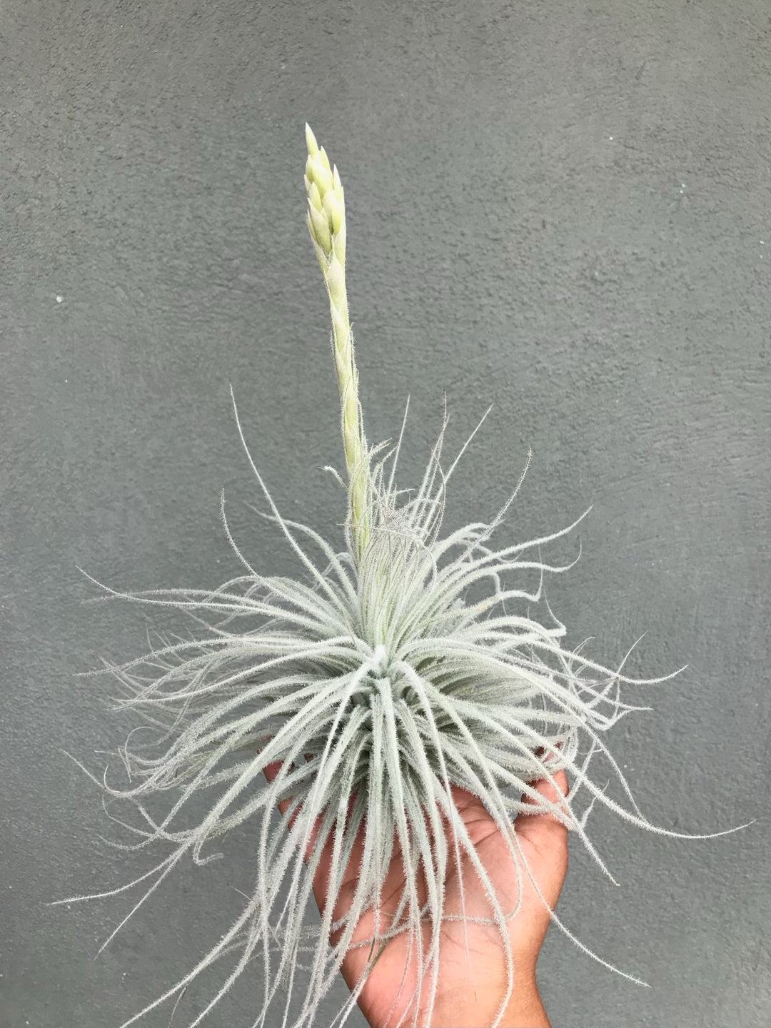 tectorum ecuador air plant Tillandsia Tectorum