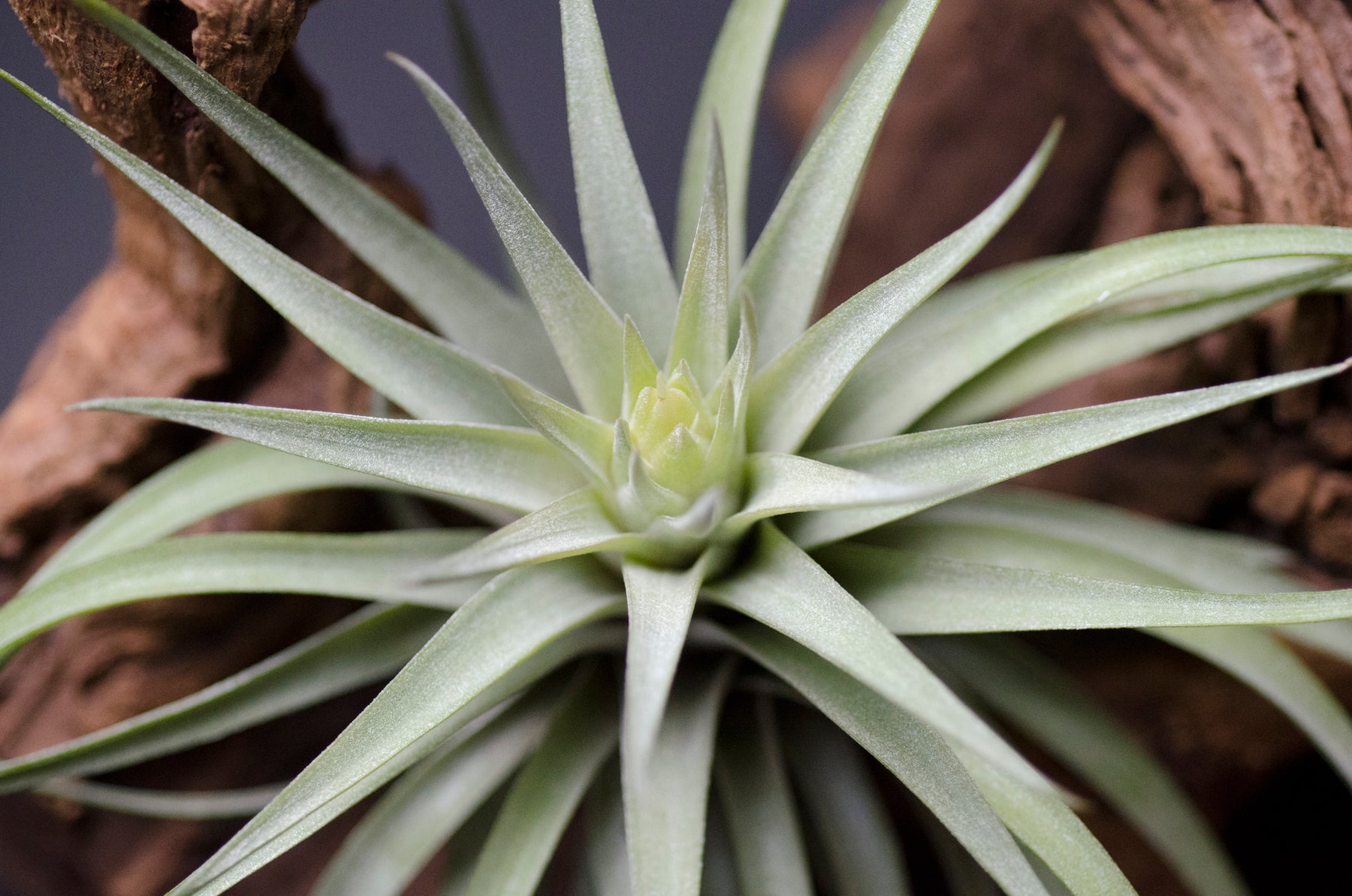 plagiotropica air plant Tillandsia Plagiotropica Air Plant – The Artizan Way