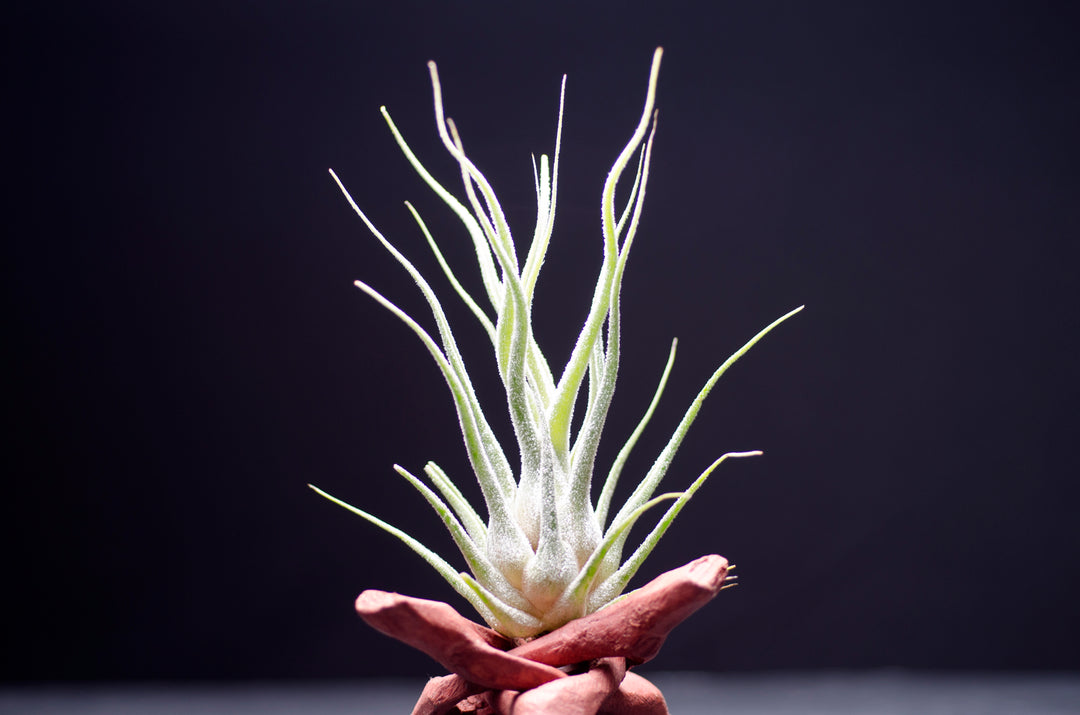 pruinosaselerianahybrid00001_1